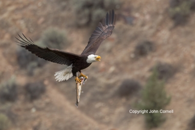 Bald-Eagle;Eagle;Flying-Bird;Haliaeetus-leucocephalus;Photography;Prey;action;ac